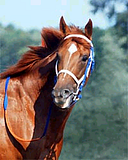 Secretariat.png image by Can_Chaser420
