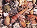 Shells-GalleryPlayer.jpg image by mackbrat1